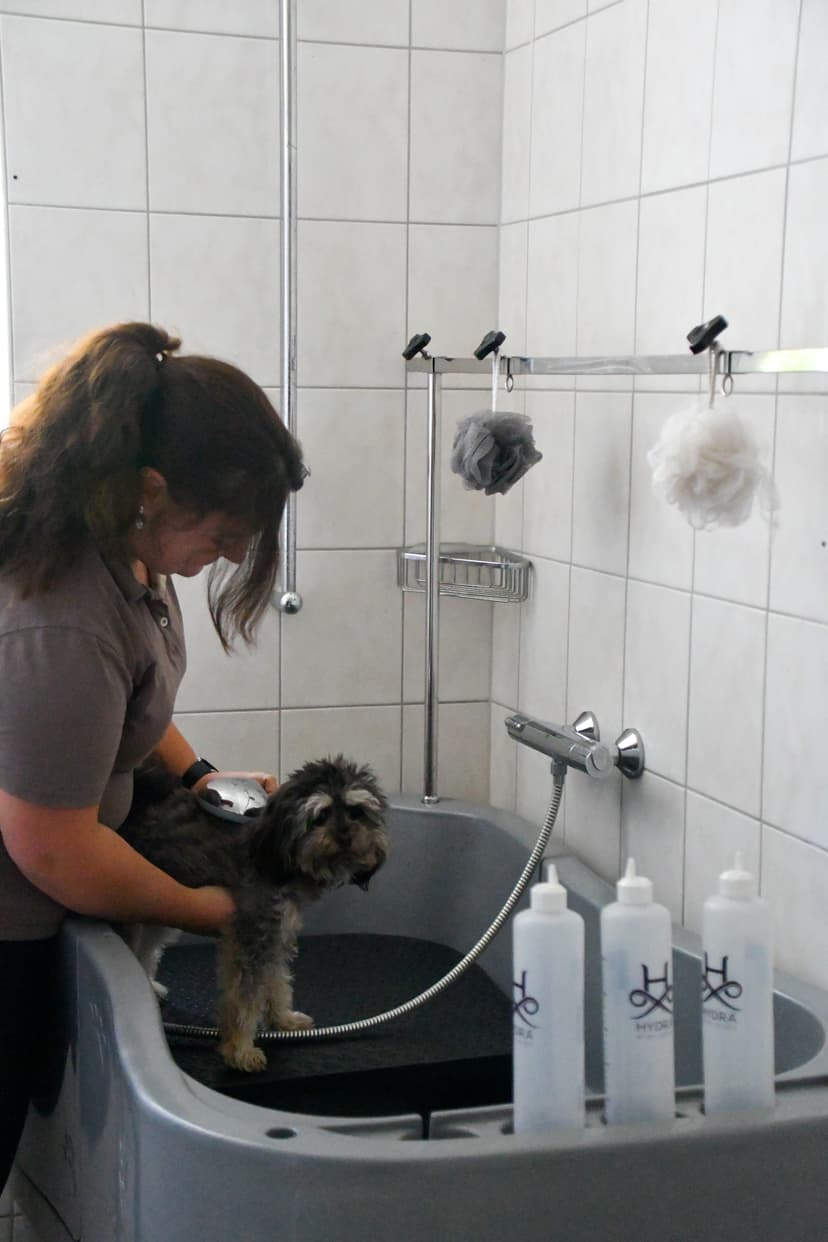 Hundefriseur 1